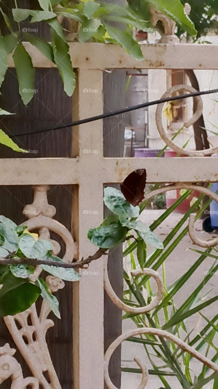 gate with beautiful curves