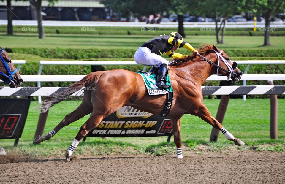 Pacific Ocean & Joel Rosario. The powerful chestnut gelding Pacific Ocean winning the James Marvin at Saratoga. 
Fleetphoto