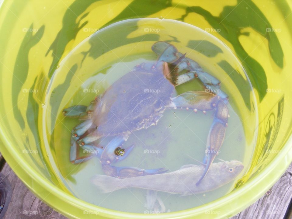A blue crab is holding a fish in its claw.