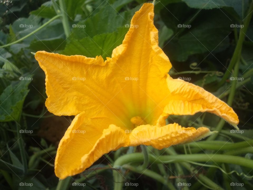 pumpkin tree flower