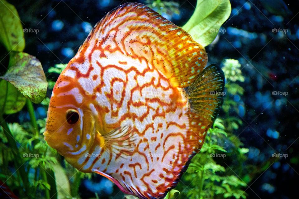 Orange and white discus