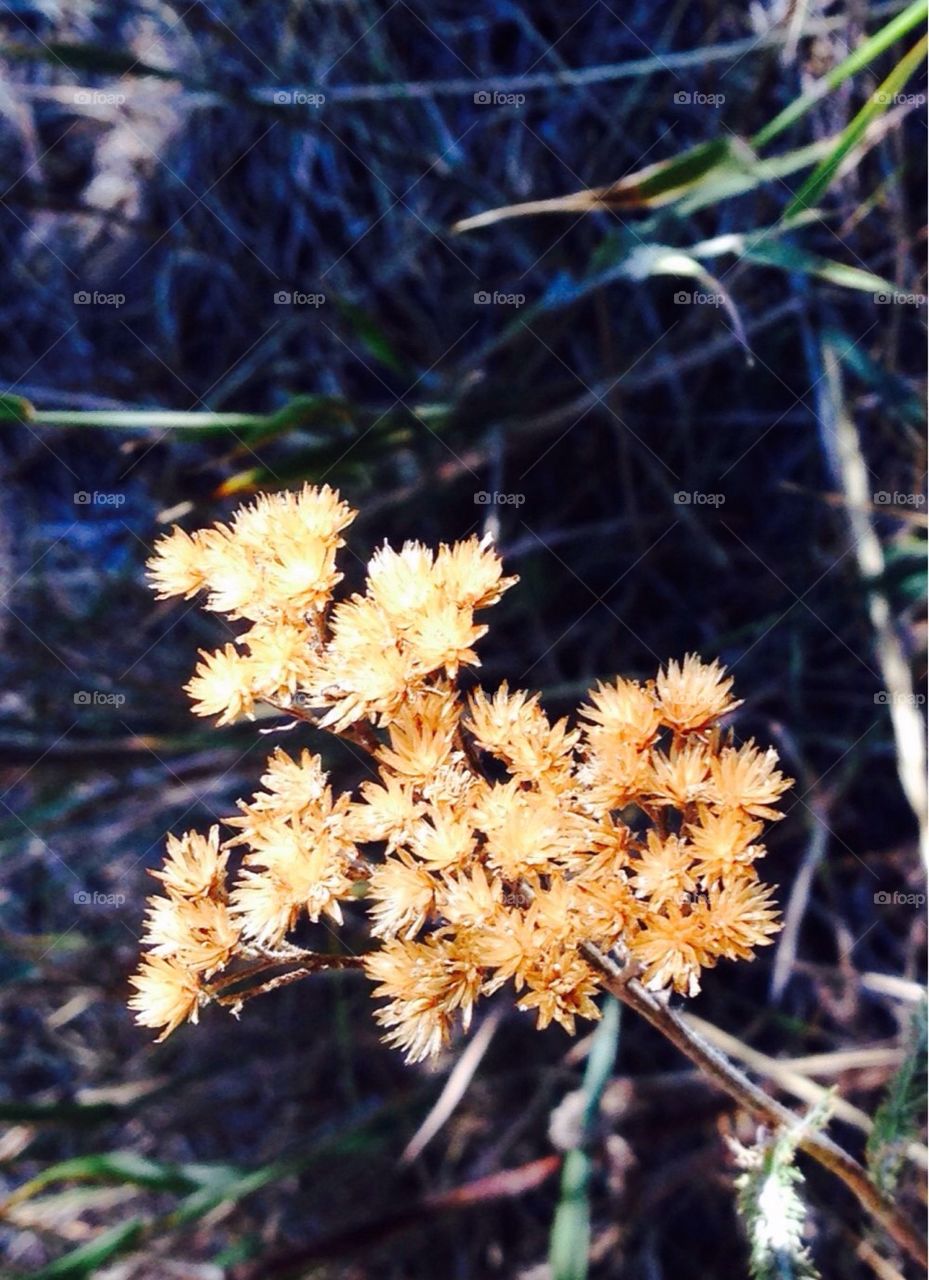 Mountain Golden Bouquet