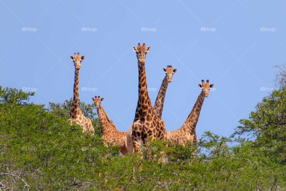 A group of five giraffes looking towards the camera