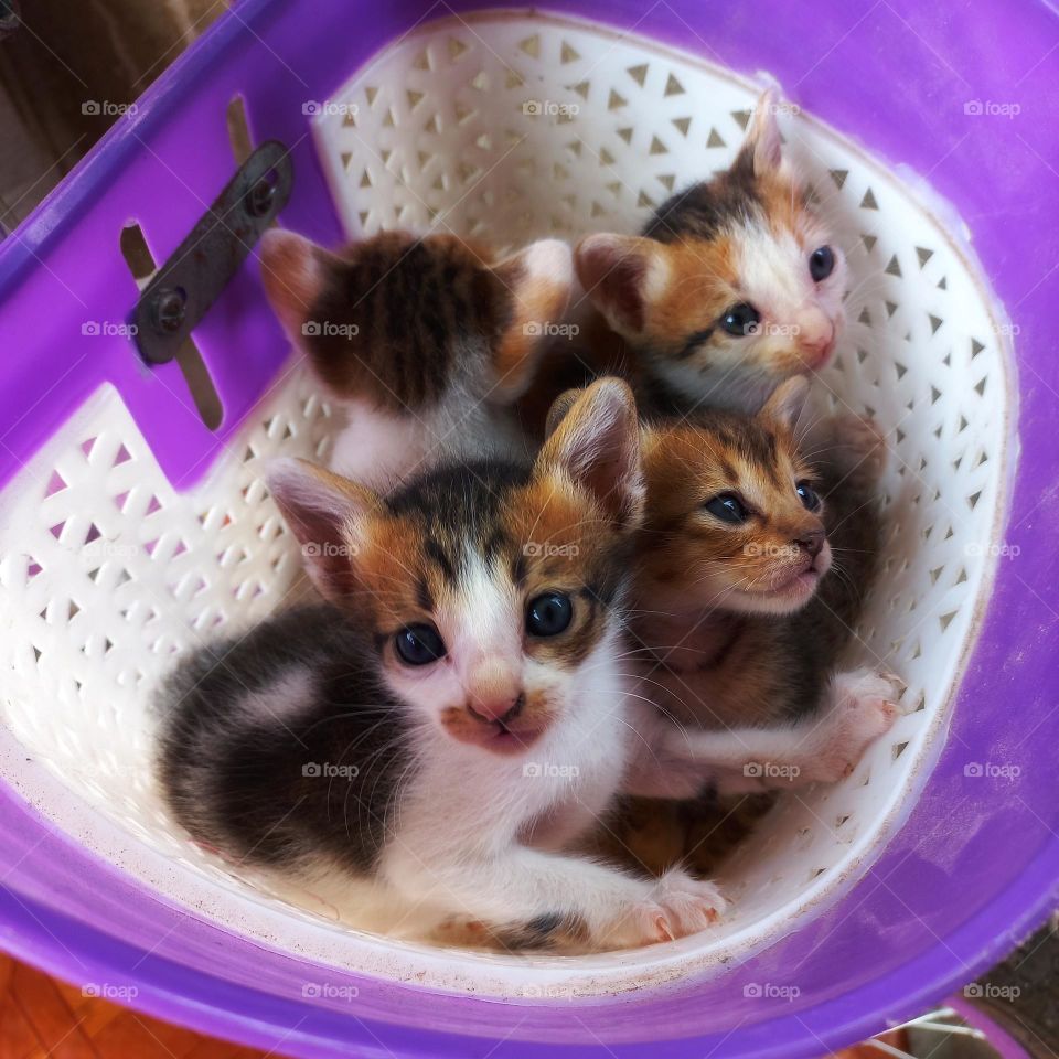 Four cute kittens are in a bicycle basket
