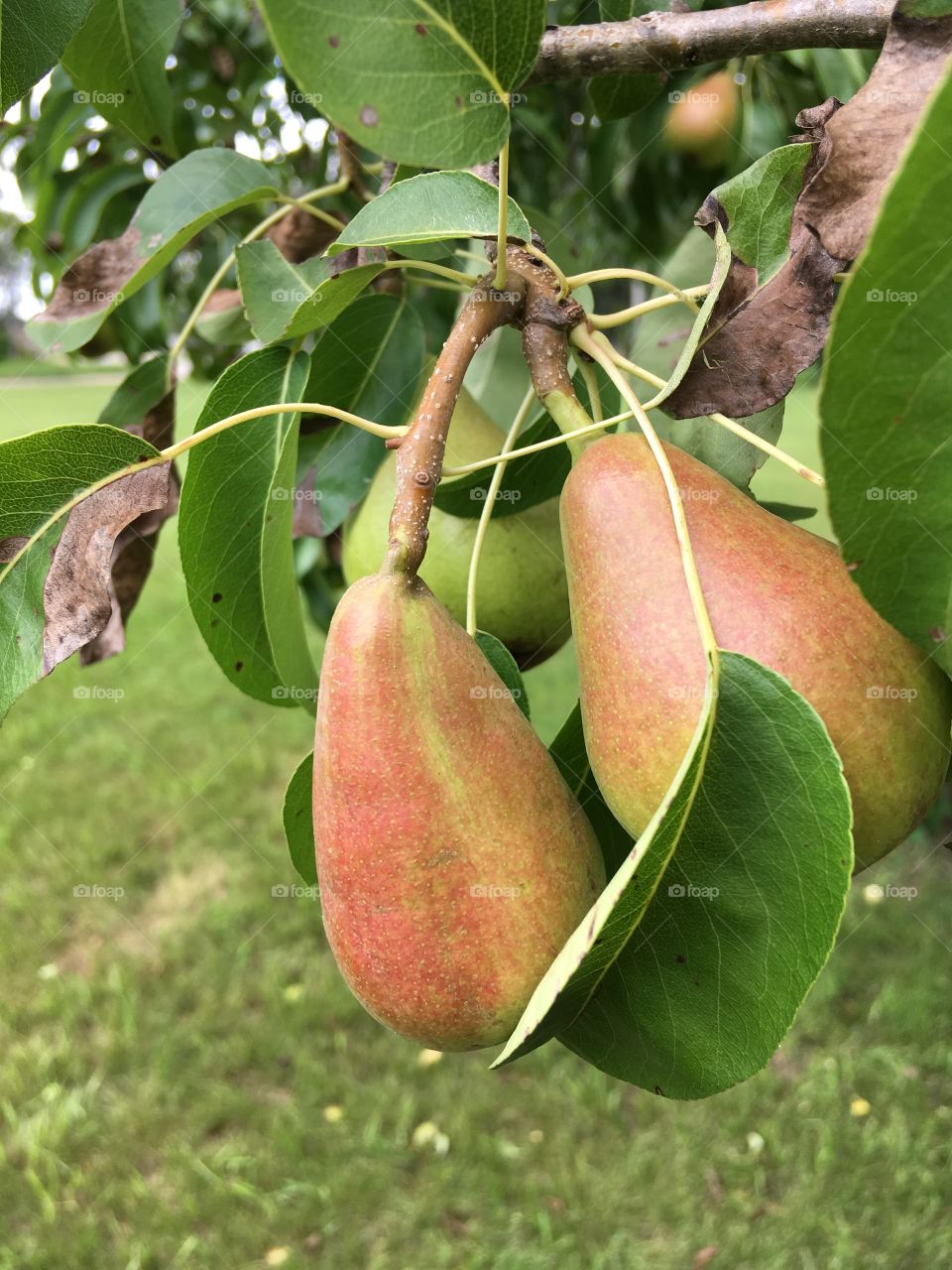 Cute pair of pears!