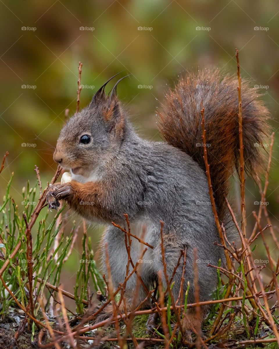 cute little squirrel 🐿️ in the nature .