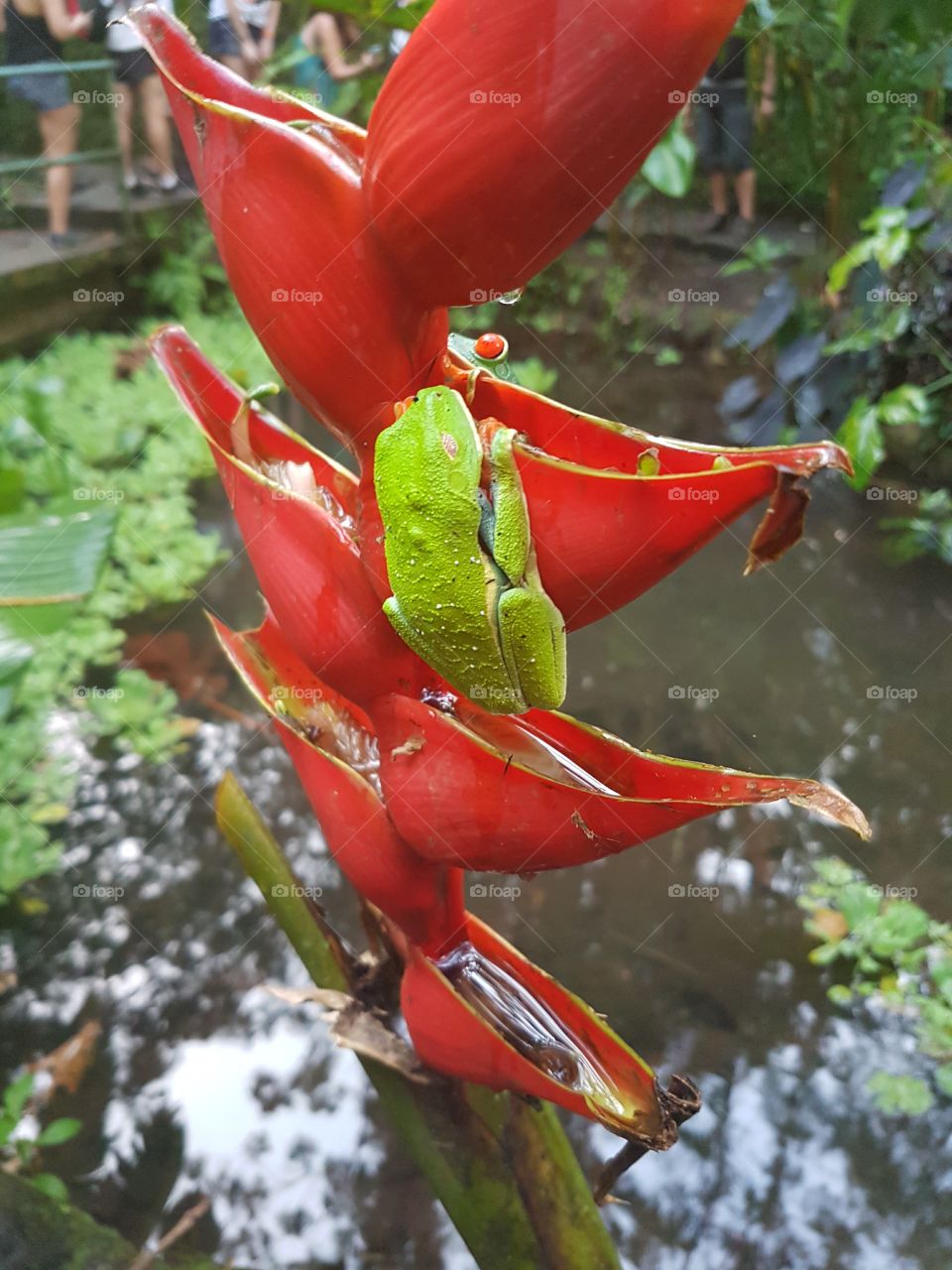 Frogs in La Fortuna, Costa Rica