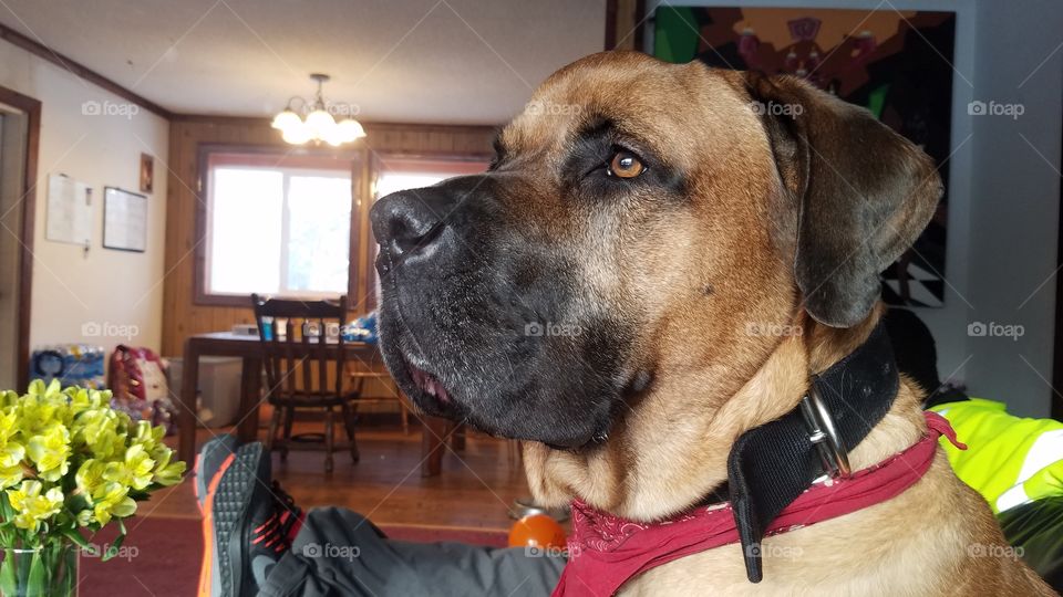 A gorgeous Italian Mastiff looking to protect his home.