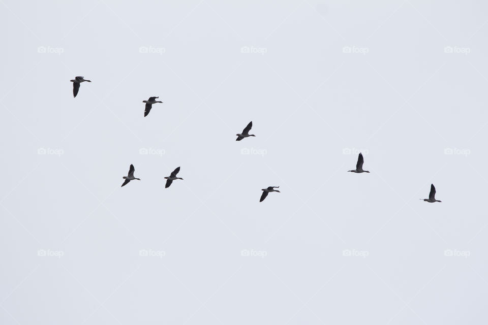 Spring  - returning bird v formation - flyttfåglar vår - återvändande fåglar 