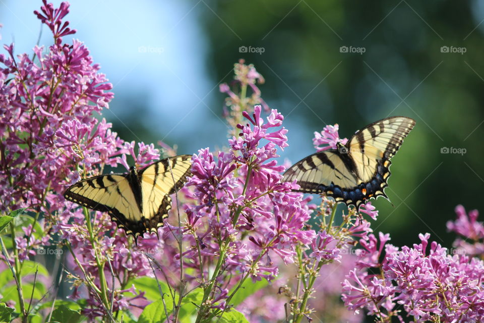 Lilacs in Bloom and a pair of Eastern swallowtail  butterflies!