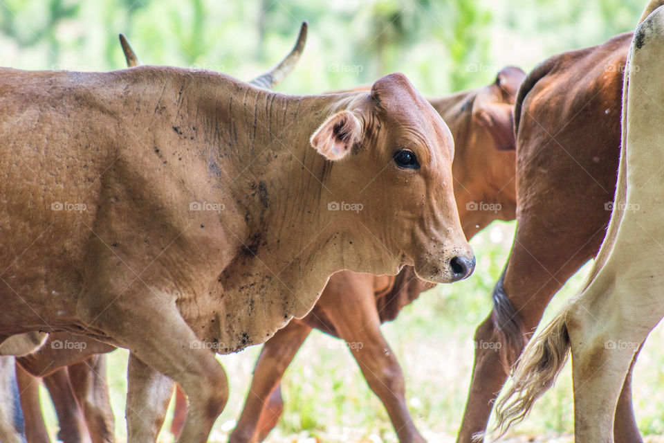 calf walking with other cows
