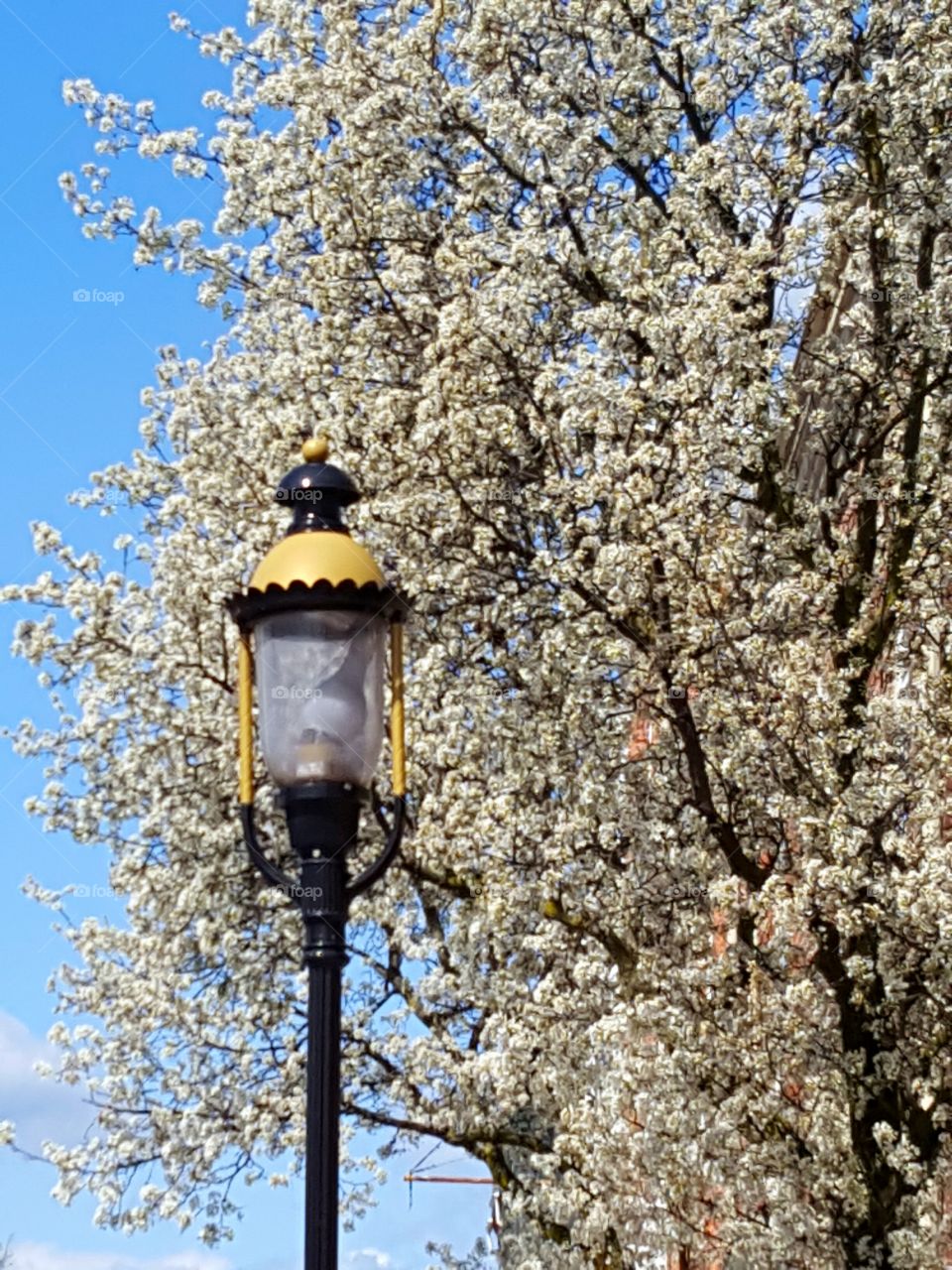 flowering tree