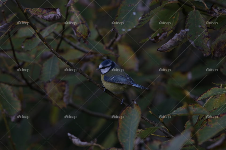 tit on a branch in the evening 