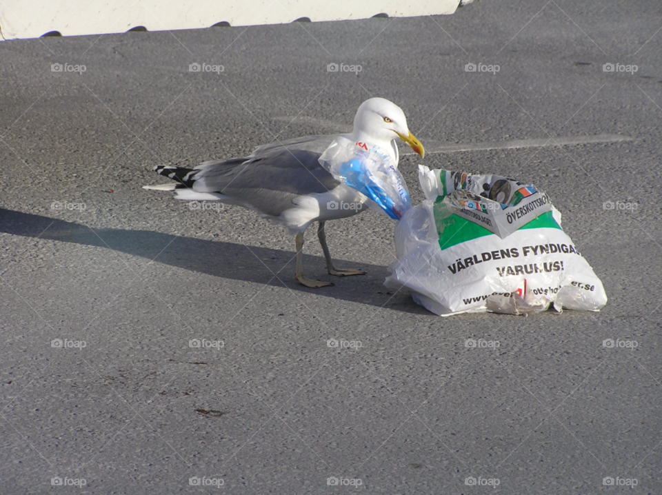 animal bird seagull garbage by MagnusPm