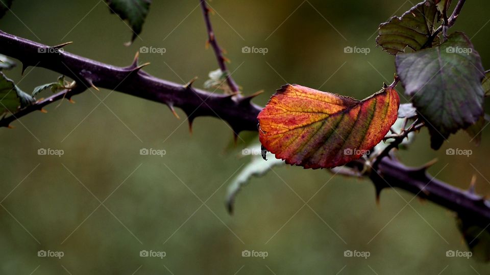 Colores de Otoño
 Autumn colors