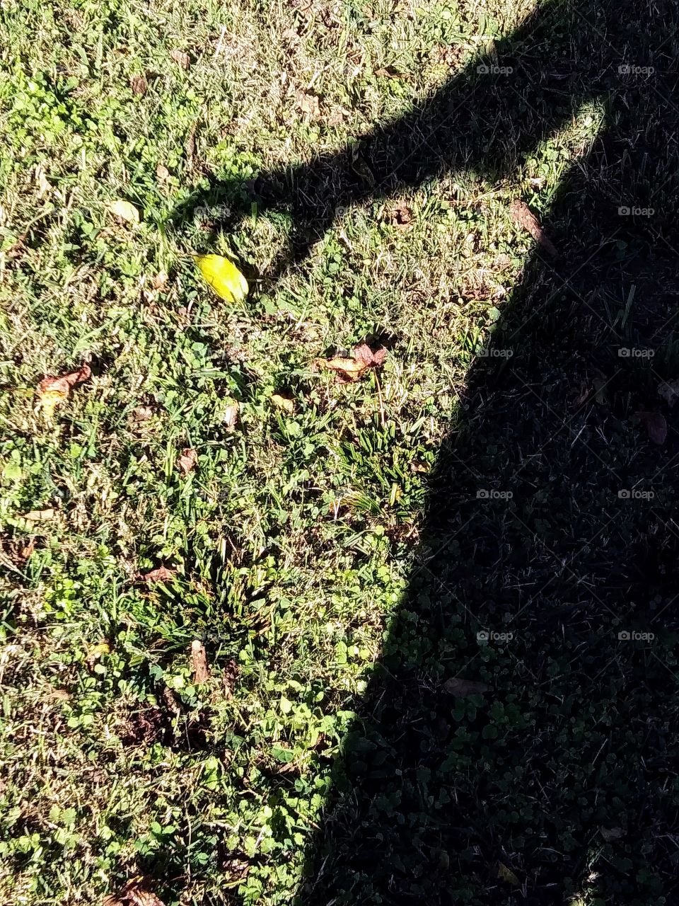 shadow hand grabs a leaf