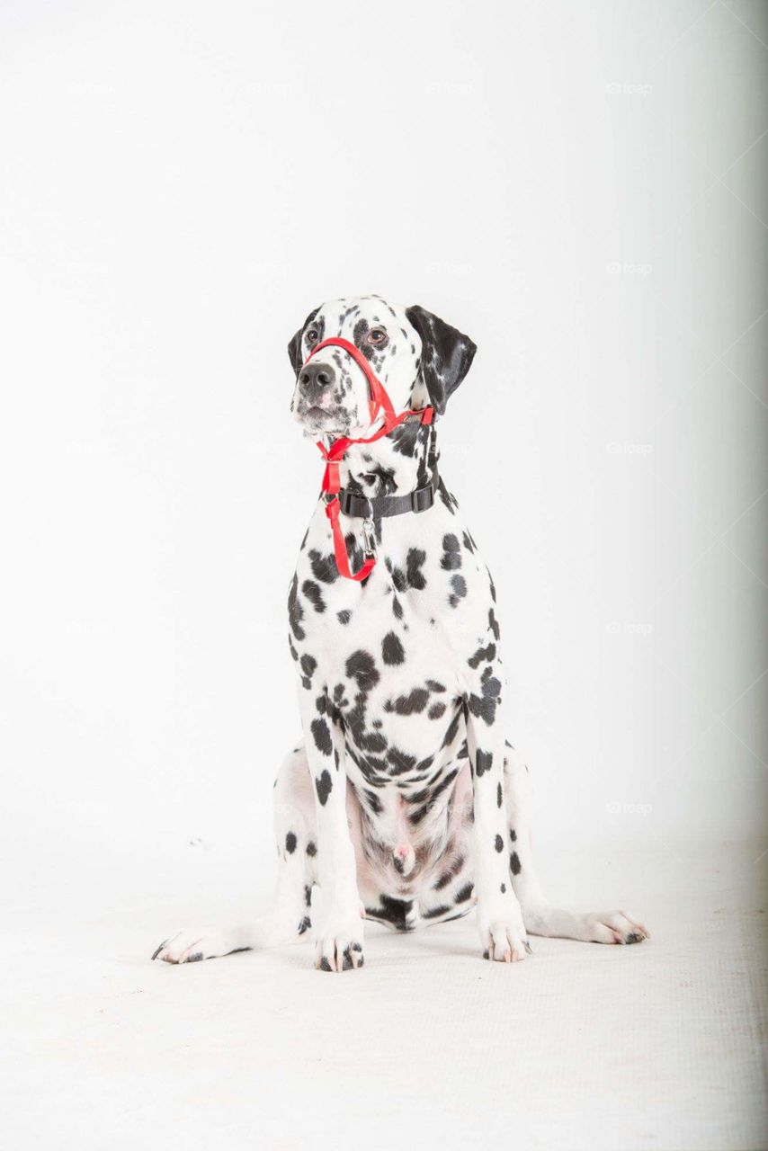 handsome boy. my dog in his photoshoot