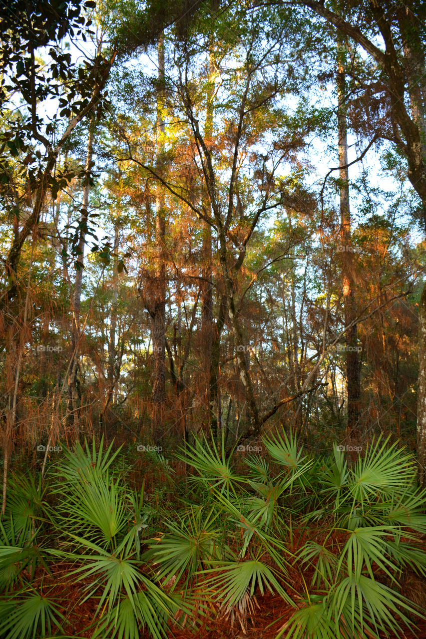 A Forest in every season! The forest's smell was fresh and organic! You could hear rustling as the wildlife scattered as the twigs were crunching under my feet. The trees were the towers of the forest. There are forests for all four seasons which display their own individual characteristics!