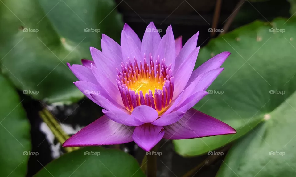 beautiful purple lotus flower.....symbol of beauty....