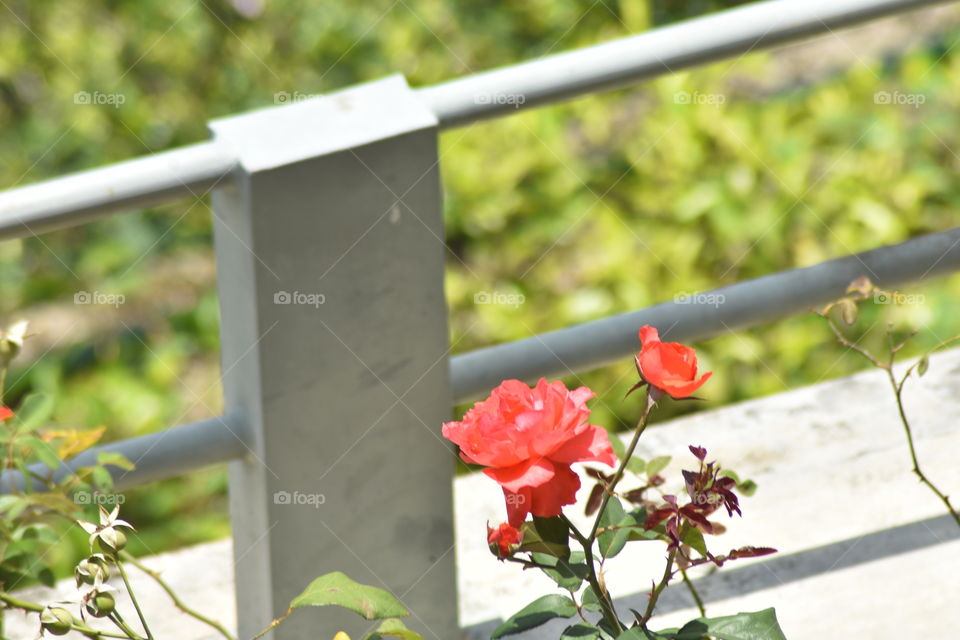 Meeting up with beautiful flowers always gives you a wonderful feeling