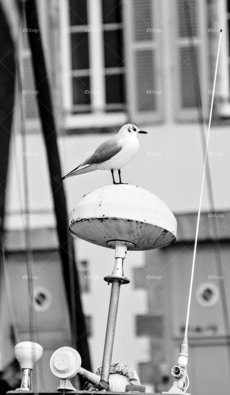 Black and white close up on a Seagull standing on a post in front of a building in Vannes