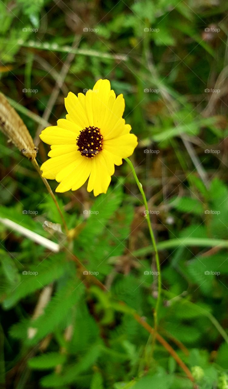 Nature, Flora, Summer, Flower, No Person