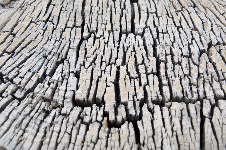 Close up of old stump