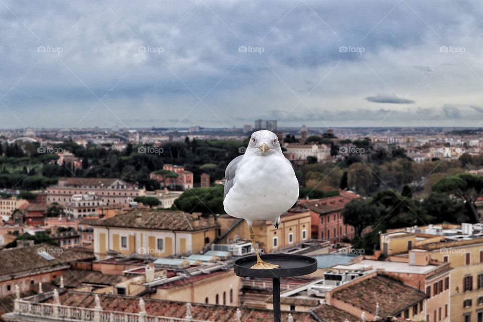 Seagull in Rome