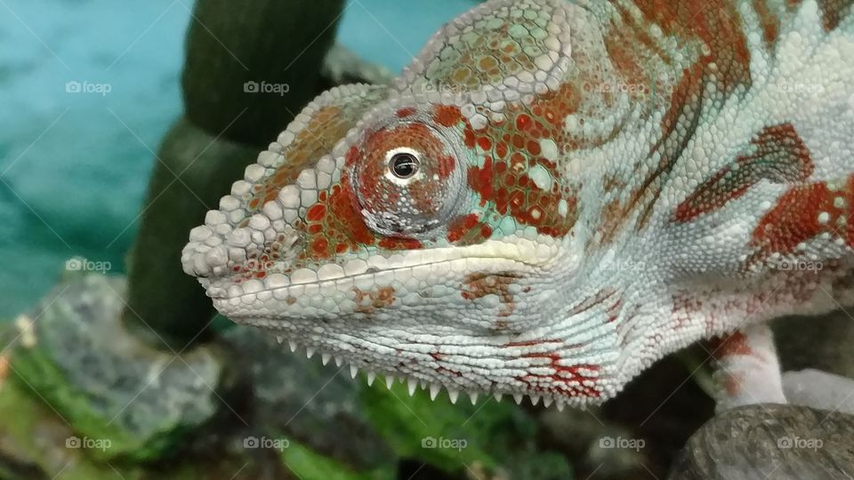 A close up of a reptile with focus on one protruding eye