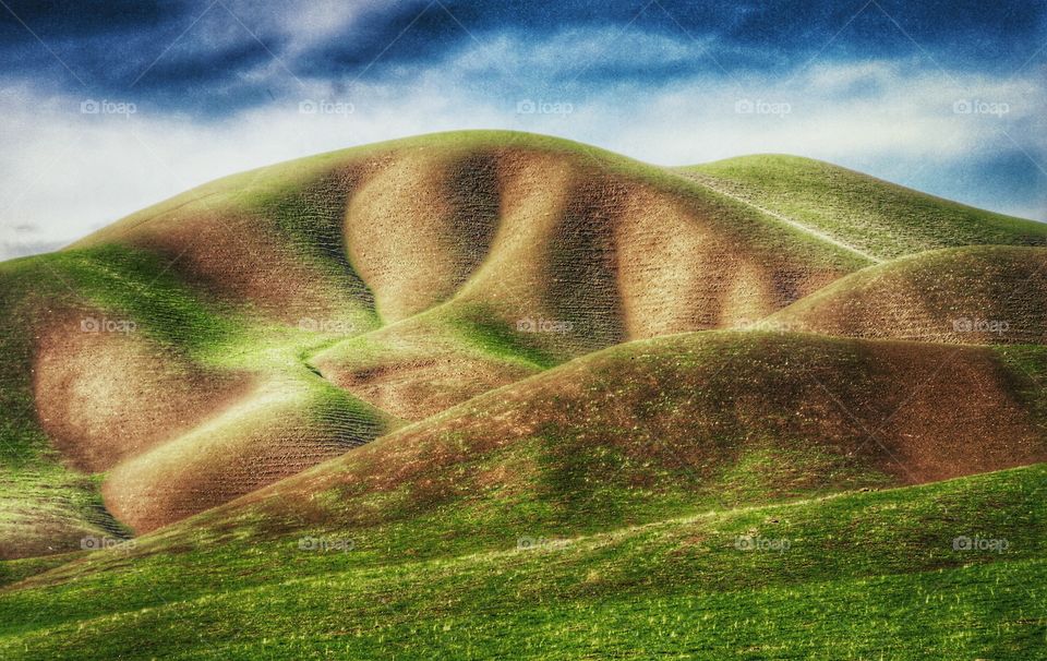 Green Rutted Hills. A rural scene of rolling hills with cow tracks