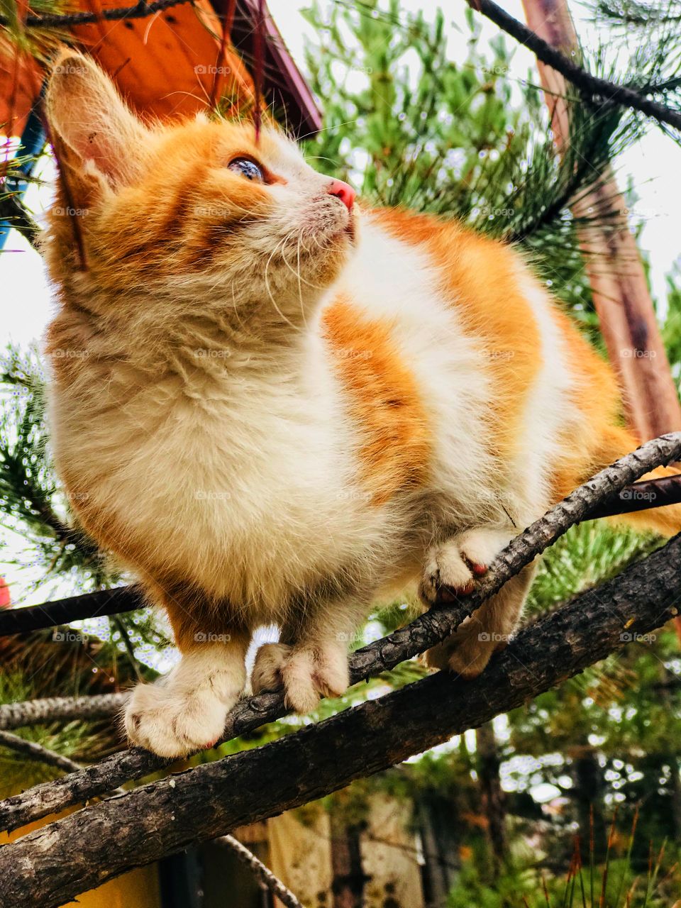 little kitty on the tree