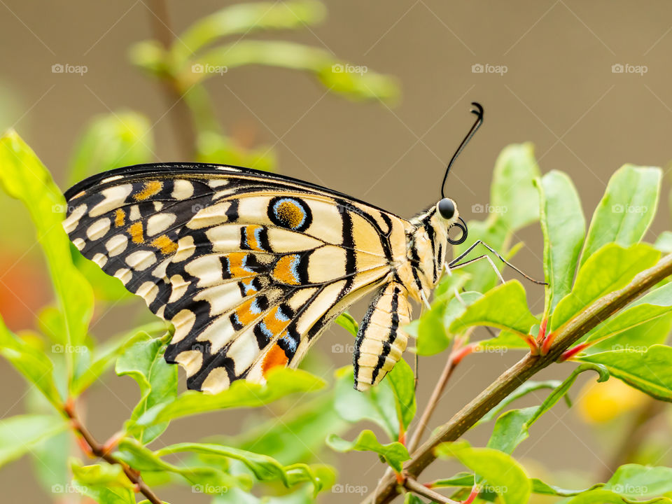 Beautiful Butterfly