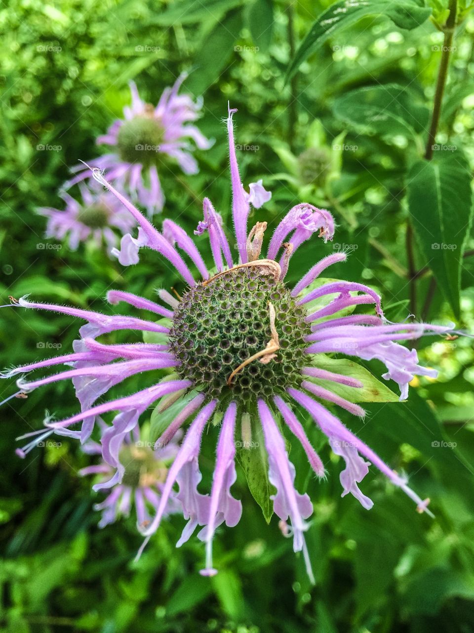 Please don't pick the flowers. 