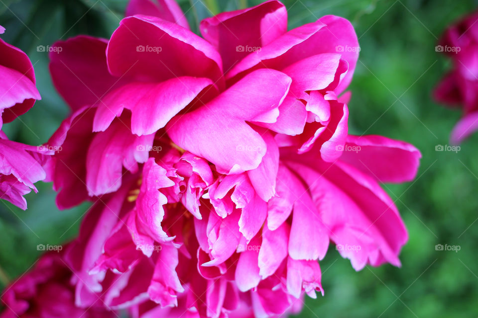 Peony, peonies, roses, pink, red, white, flowers, bouquet, summer, sun, nature. Landscape, still-life, village, flowerbed, plant, vegetation, grass, decor, fluffy, fluffy flowers, bulk flowers, plush flowers, petals, buds, leaves