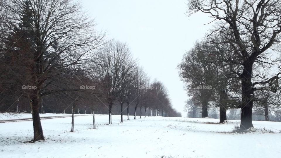 Snow, Winter, Frost, Cold, Tree