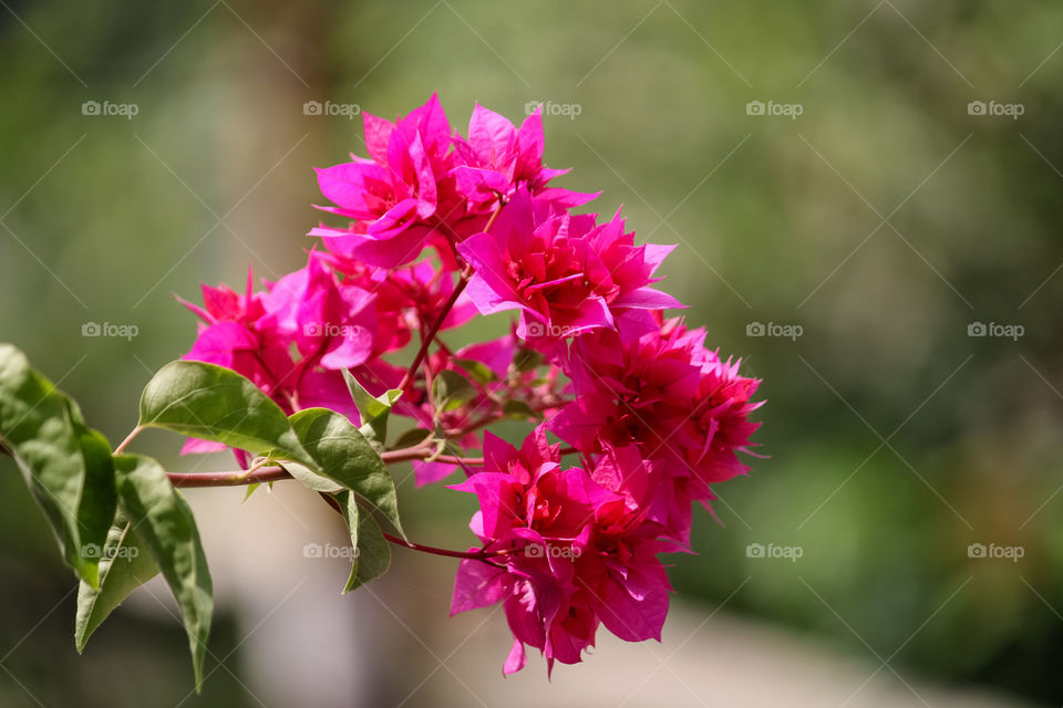 Portrait of a beautiful plant called Bougainvillea