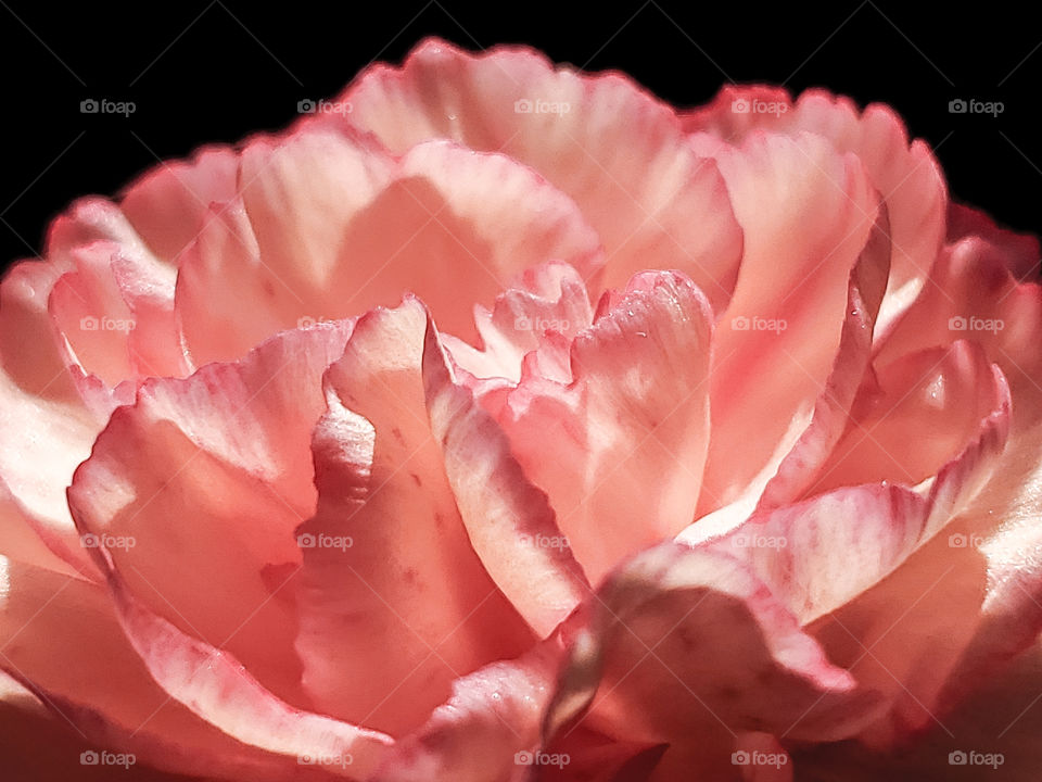 Macro of a beautiful pastel salmon colored carnation illuminated by subtle sunlight from a window in a dark room.