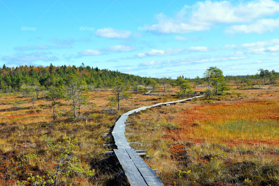 Bog Torronsuo National Park, Finland
