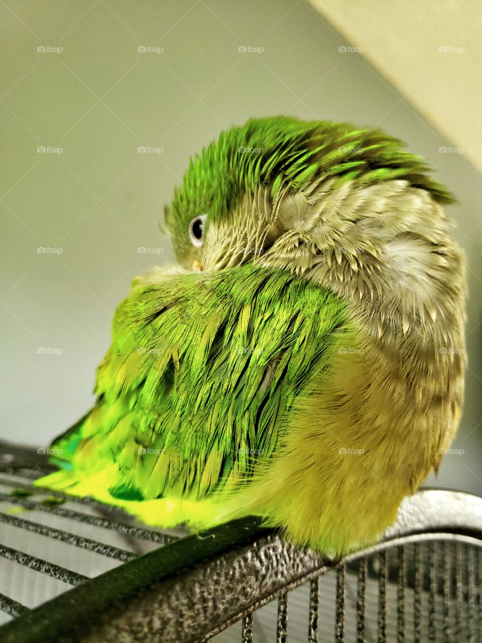 Sleeping while showing his magnificent green colored feathers