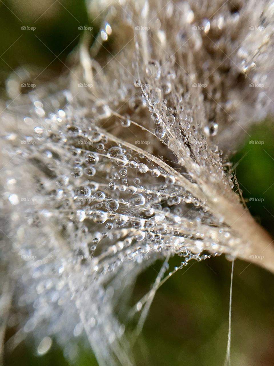 Dewdrops on milkweed 