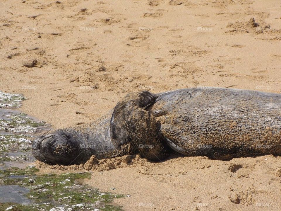 Monk seal