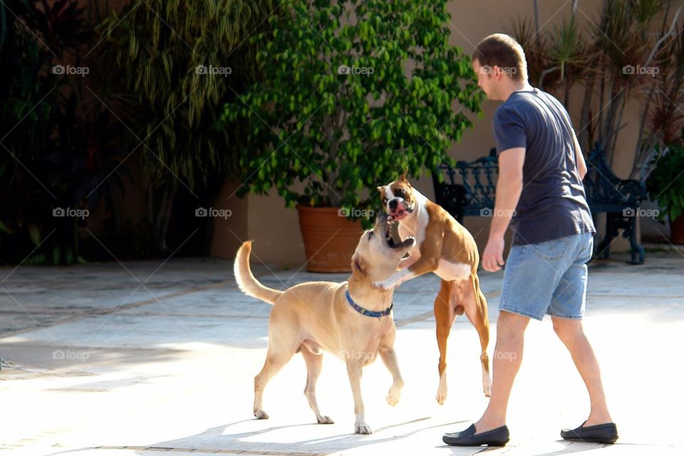 Labrador and boxer dog playing around
