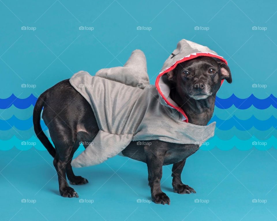 Don't be fooled, I'm a shark and I'm hungry !