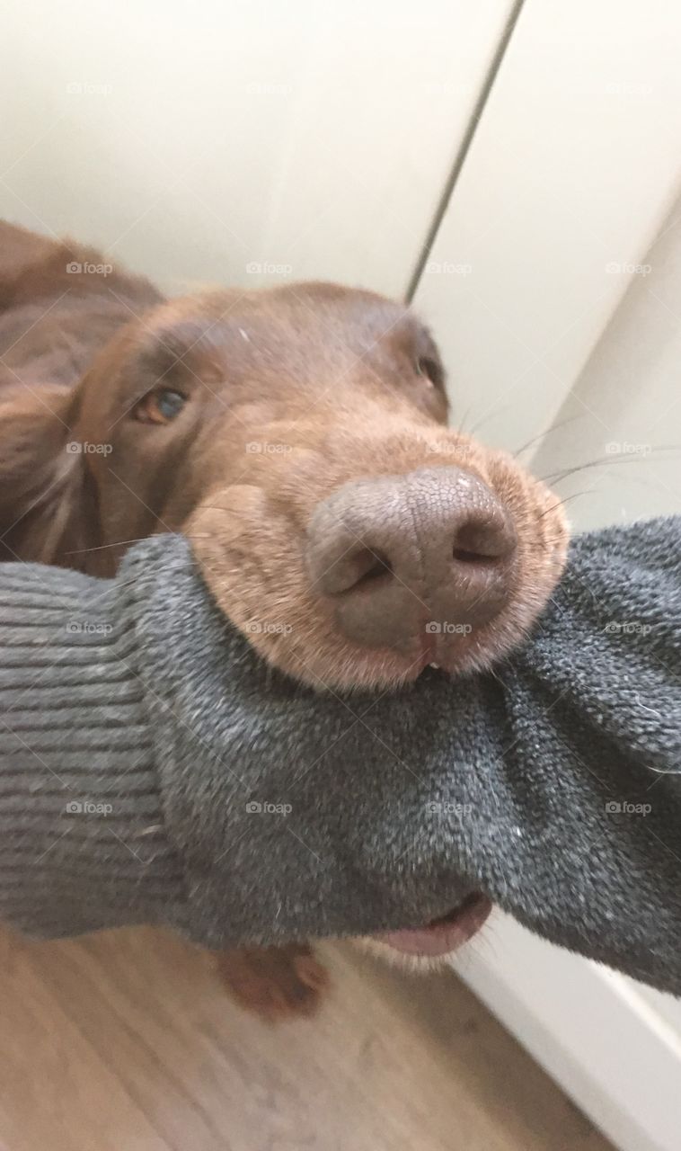 Flatcoat retriever try’s to take an arm for a walk. Adorable shot of jaw right round an arm