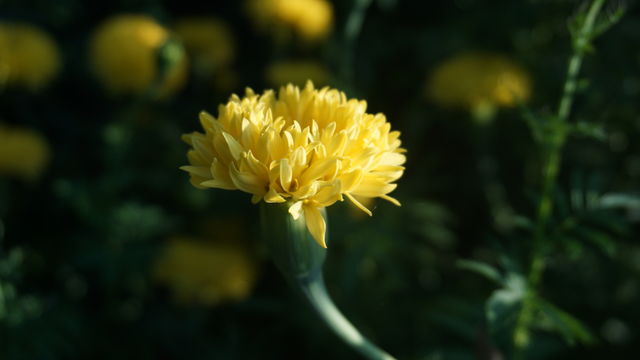 Monday's yellow