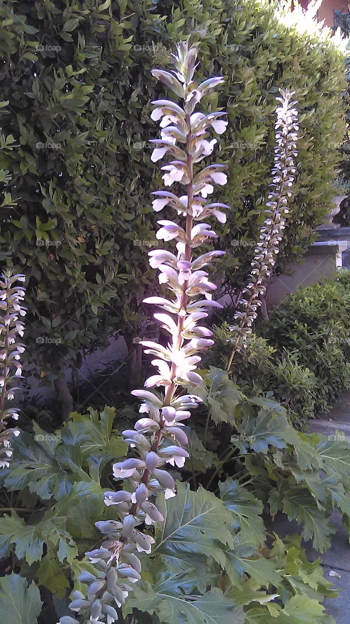 Purple and white. Out for a walk