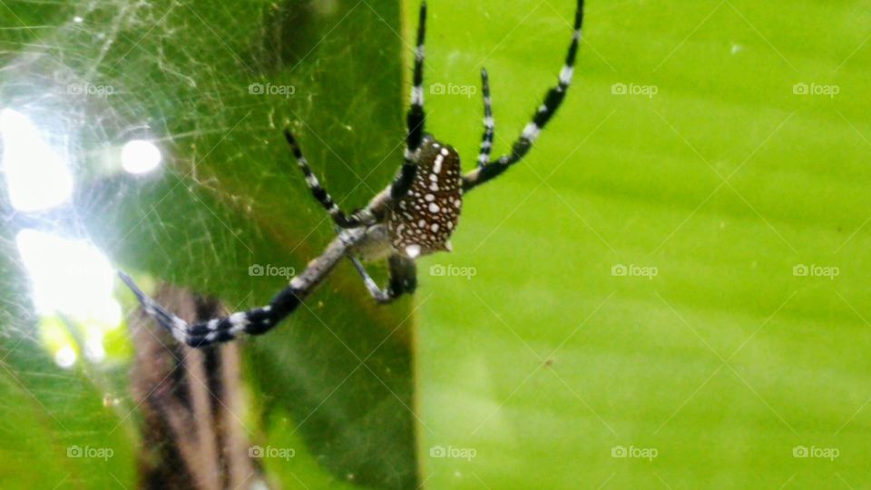 Black and white spider