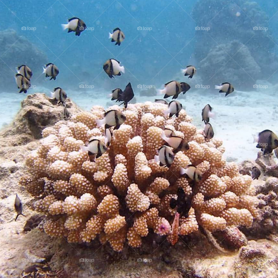 Diving Pulau Rubiah (Robiah island) - Aceh Indonesia Natural Exotic