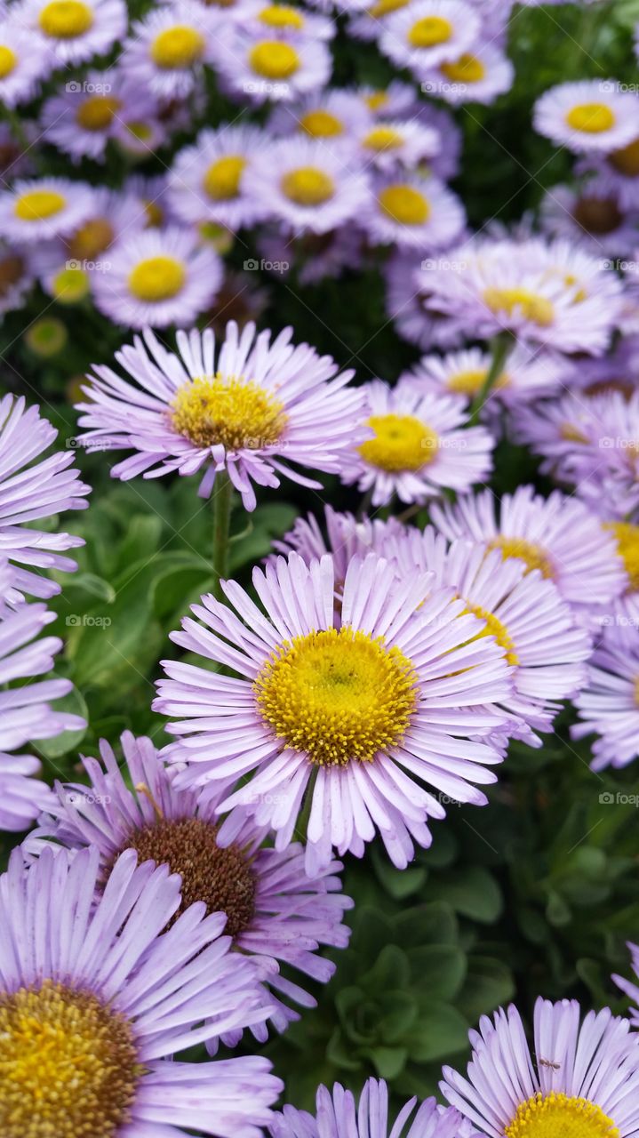 Pink flowers, last of the spring bloom