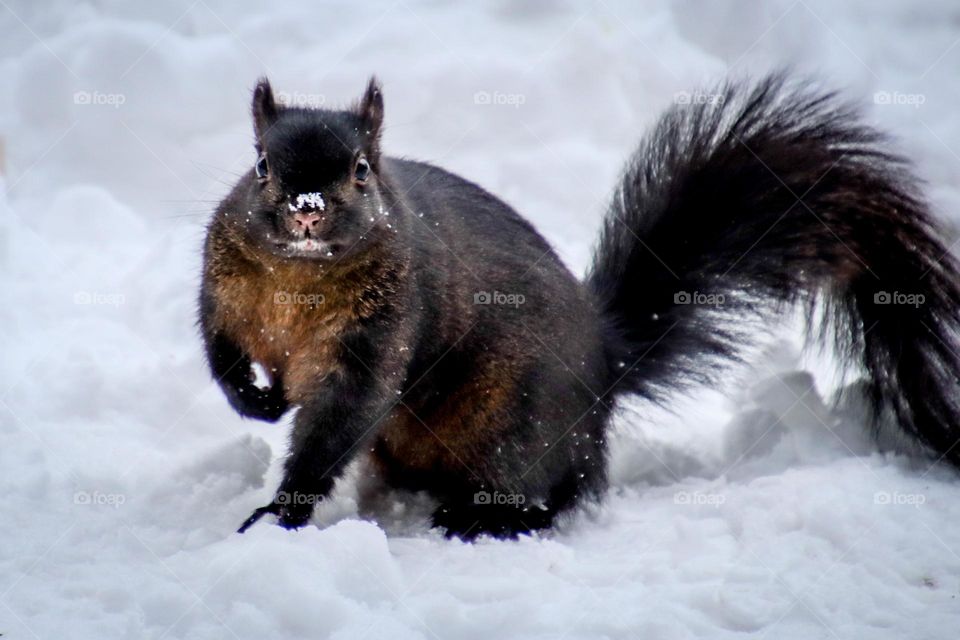 Black squirrel